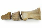Composite Fossil Hadrosaur Toe (II - , & ) - Montana #352098-4